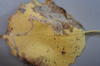 Phyllocnistis labyrinthella