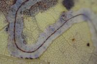 Phyllocnistis labyrinthella