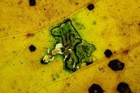 Stigmella tiliae