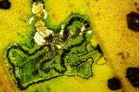 Stigmella tiliae