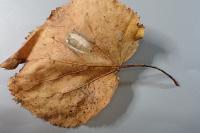 Phyllonorycter issikii
