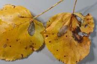 Phyllonorycter issikii