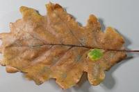 Ectoedemia subbimaculella