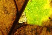 Ectoedemia subbimaculella