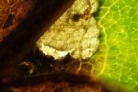 Ectoedemia subbimaculella