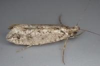 Ypsolopha vittella