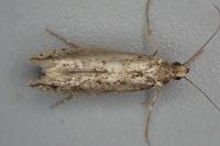 Ypsolopha vittella