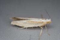 Argyresthia pruniella