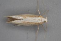 Argyresthia pruniella