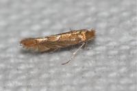 Phyllonorycter