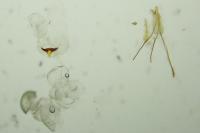 Argyresthia pruniella