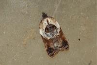 Acleris variegana