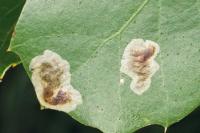 Phyllonorycter belotella
