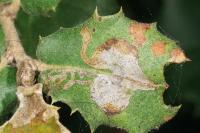 Acrocercops brongniardella