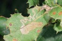 Acrocercops brongniardella