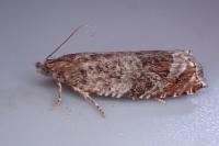 Ancylis achatana
