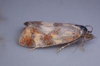 Aethes tesserana