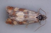 Aethes tesserana
