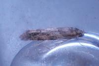 Recurvaria nanella
