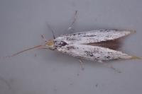 Coleophora kuehnella