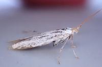 Coleophora kuehnella