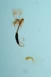 Coleophora kuehnella