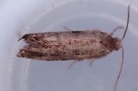 Epinotia nanana