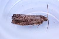Epinotia nanana