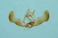 Epinotia nanana