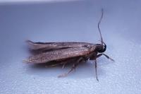 Oxypteryx unicolorella