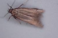 Oxypteryx unicolorella