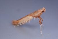 Caloptilia hemidactylella