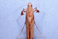 Caloptilia hemidactylella