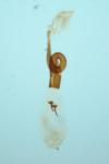 Caloptilia hemidactylella
