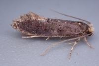 Monopis weaverella