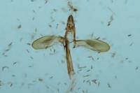 Monopis weaverella