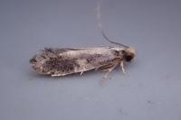 Monopis obviella