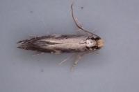 Monopis obviella
