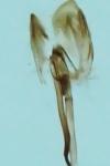 Monopis obviella