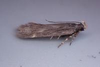 Aroga velocella