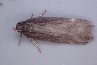 Aroga velocella