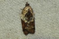 Acleris variegana