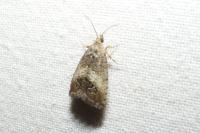 Cydia splendana