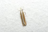 Dichomeris marginella