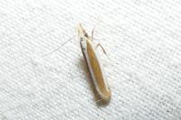 Dichomeris marginella