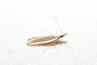 Dichomeris marginella