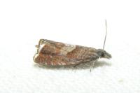 Dichrorampha acuminatana