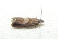 Dichrorampha acuminatana