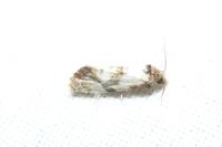 Neocochylis molliculana
