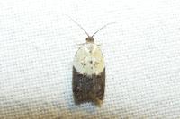 Acleris variegana